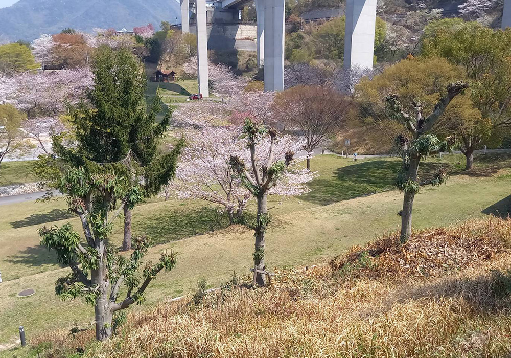 キャンプ場